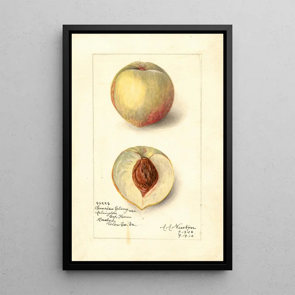 Reproduktion des Gemäldes Prunus persica Sunrise Cling - Amanda Almira Newton