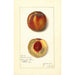 Prunus persica Worthen - Amanda Almira Newton — Ansicht des Kunstwerks