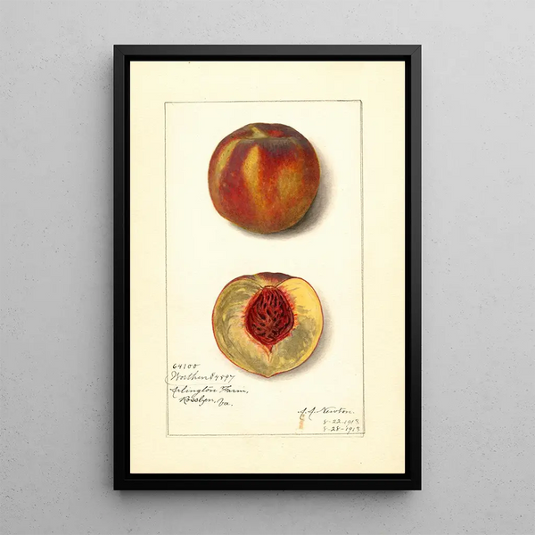Prunus persica Worthen - Amanda Almira Newton — gerahmtes Bild an der Wand