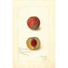 Prunus persica Yellow Rare Ripe - Amanda Almira Newton — Ansicht des Kunstwerks