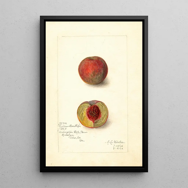 Prunus persica Yellow Rare Ripe - Amanda Almira Newton — gerahmtes Bild an der Wand