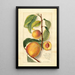 Prunus persica - Amanda Almira Newton — gerahmtes Bild an der Wand