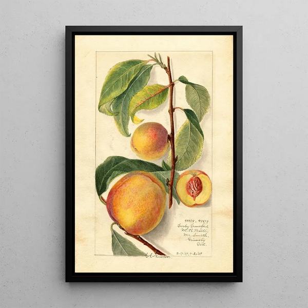 Prunus persica - Amanda Almira Newton — gerahmtes Bild an der Wand