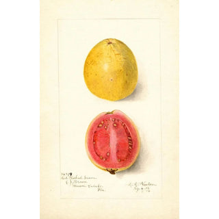 Amanda Almira Newton - Psidium guajava Red Fleshed.webp