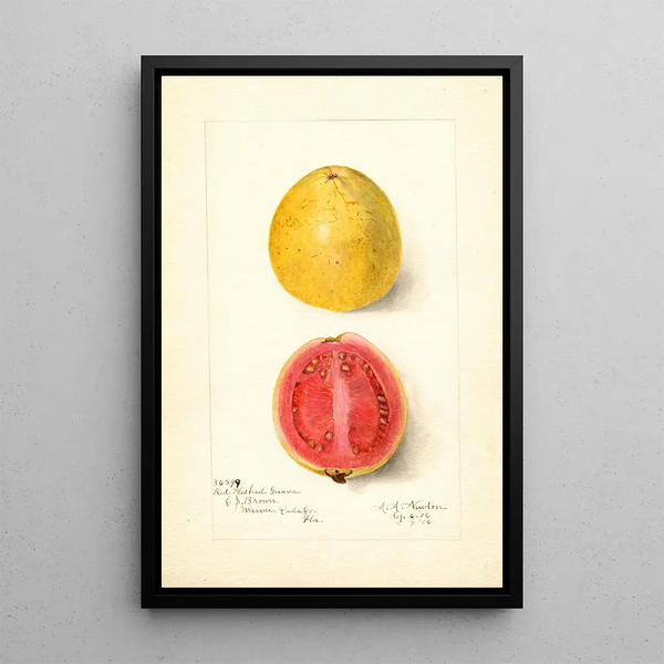 Psidium guajava Stuhl Rot - Amanda Almira Newton — gerahmtes Bild an der Wand