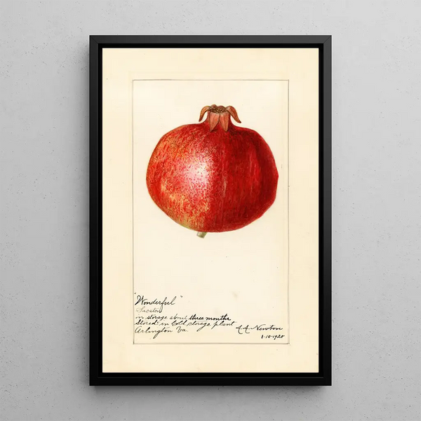 Reproduktion des Gemäldes Punica granatum Wonderful - Amanda Almira Newton