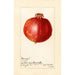 Reproduktion des Gemäldes Punica granatum Wonderful - Amanda Almira Newton