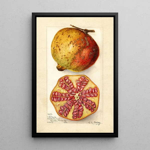 Punica granatum - Amanda Almira Newton — gerahmtes Bild an der Wand
