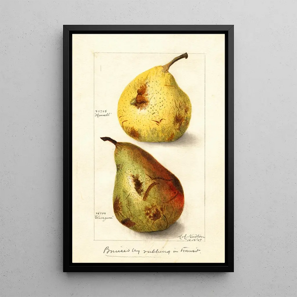 Reproduktion des Gemäldes Pyrus communis - Amanda Almira Newton