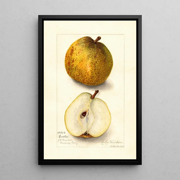 Reproduktion des Gemäldes Pyrus communis Ostern - Amanda Almira Newton