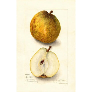 Amanda Almira Newton - Pyrus communis Easter.webp