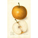 Pyrus communis Japan Golden Russet - Amanda Almira Newton — Ansicht des Kunstwerks