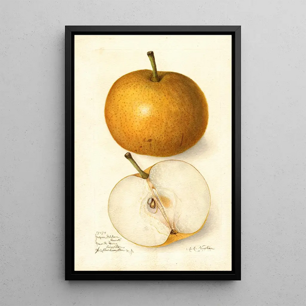Pyrus communis Japan Golden Russet - Amanda Almira Newton — gerahmtes Bild an der Wand