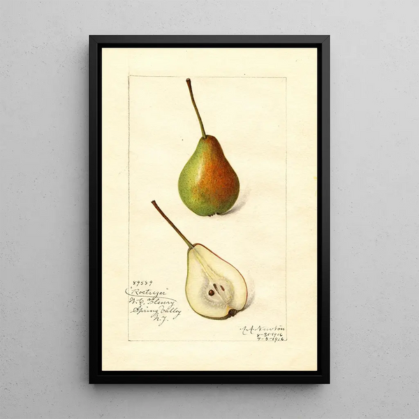 Pyrus communis Rostiezer - Amanda Almira Newton — gerahmtes Bild an der Wand