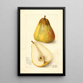 Amanda Almira Newton - Pyrus communis Souvenir du Congress.webp
