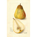 Reproduktion des Gemäldes Pyrus communis Souvenir du Congrès - Amanda Almira Newton