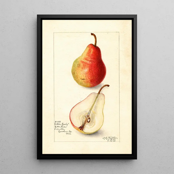 Reproduktion des Gemäldes Pyrus communis Wilder Early - Amanda Almira Newton