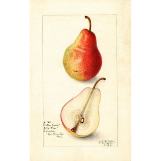 Amanda Almira Newton - Pyrus communis Wilder Early.webp