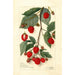 Rubus - Amanda Almira Newton — Ansicht des Kunstwerks