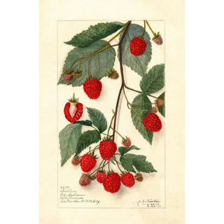 Amanda Almira Newton - Rubus.webp