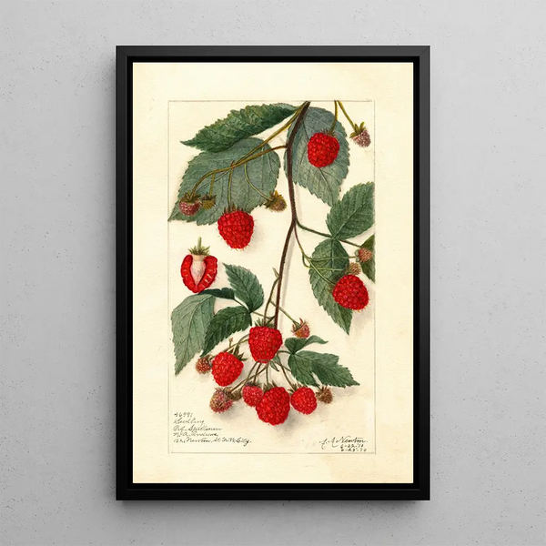 Rubus - Amanda Almira Newton — gerahmtes Bild an der Wand