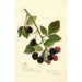 Rubus Joy - Amanda Almira Newton — Ansicht des Kunstwerks