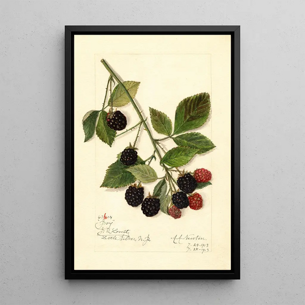 Rubus Joy - Amanda Almira Newton — gerahmtes Bild an der Wand