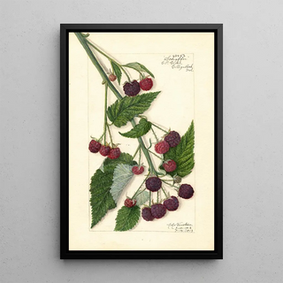 Amanda Almira Newton - Rubus Schaffer.webp