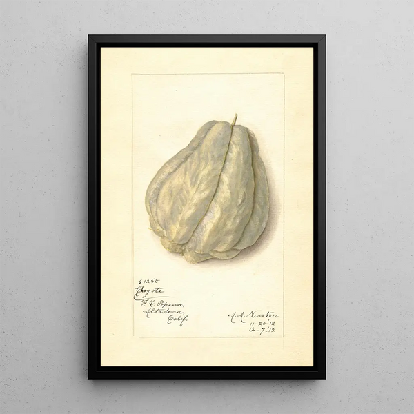 Reproduktion des Gemäldes Sechium edule - Amanda Almira Newton