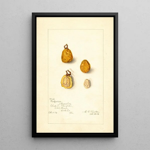 Spondias purpurea Spondias purpurea - Amanda Almira Newton — gerahmtes Bild an der Wand