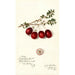 Vaccinium macrocarpon Metallic Bell - Amanda Almira Newton — Ansicht des Kunstwerks