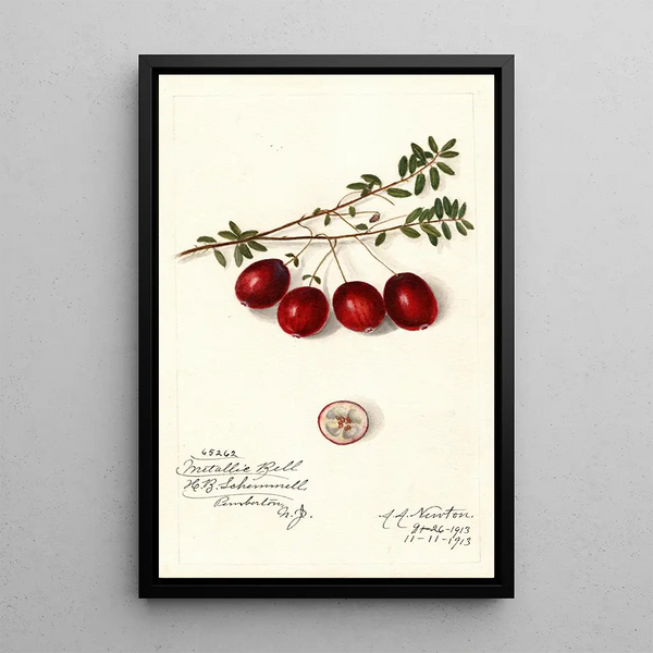 Vaccinium macrocarpon Metallic Bell - Amanda Almira Newton — gerahmtes Bild an der Wand