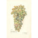 Vitis - Amanda Almira Newton — Ansicht des Kunstwerks