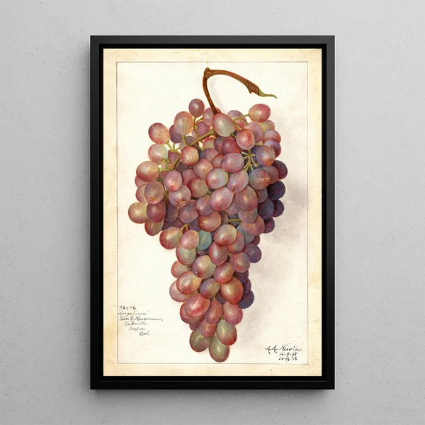 Vitis Angelina - Amanda Almira Newton — gerahmtes Bild an der Wand