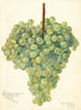 Vitis Clarette à Gros Grains - Amanda Almira Newton — Ansicht des Kunstwerks