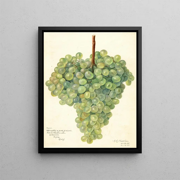 Vitis Clarette à Gros Grains - Amanda Almira Newton — gerahmtes Bild an der Wand