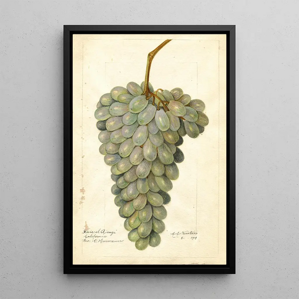 Reproduktion des Gemäldes Vitis Deis El Aunze - Amanda Almira Newton