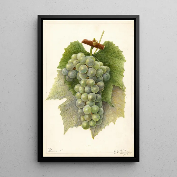 Reproduktion des Gemäldes Vitis Diamond - Amanda Almira Newton