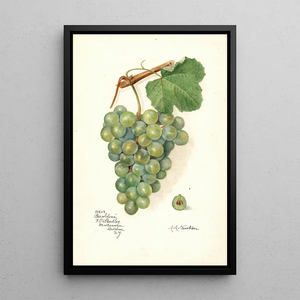 Reproduktion des Gemäldes Vitis Geraldine - Amanda Almira Newton