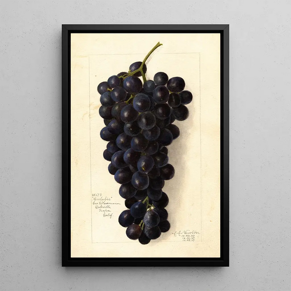 Vitis Goolabie - Amanda Almira Newton — gerahmtes Bild an der Wand
