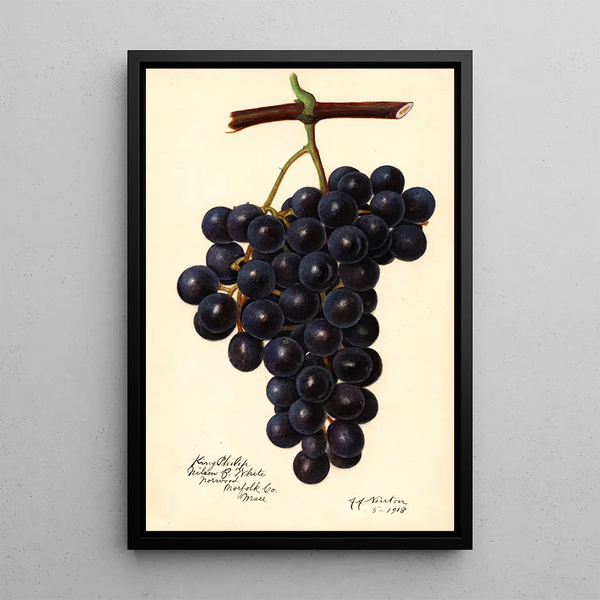 Reproduktion des Gemäldes Vitis King Philip - Amanda Almira Newton