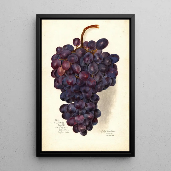 Reproduktion des Gemäldes Vitis Malakoff Isjum - Amanda Almira Newton