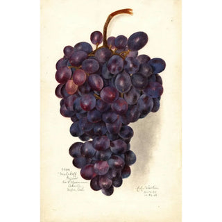 Amanda Almira Newton - Vitis Malakoff Isjum.webp