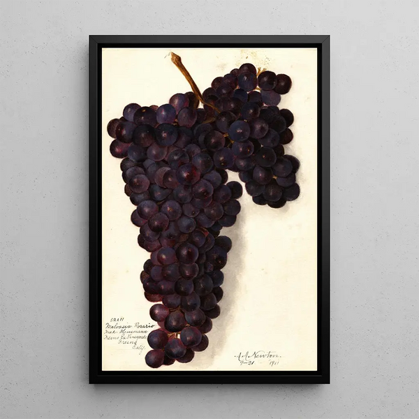 Vitis Malvasia Rosario - Amanda Almira Newton — gerahmtes Bild an der Wand