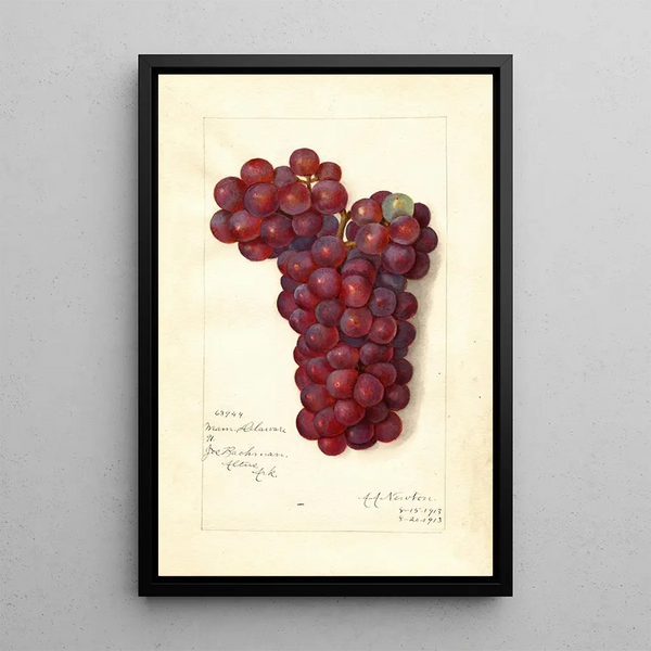Reproduktion des Gemäldes Vitis Mammoth Delaware - Amanda Almira Newton