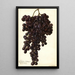 Reproduktion des Gemäldes Vitis Muscat Noir de Hongrie - Amanda Almira Newton