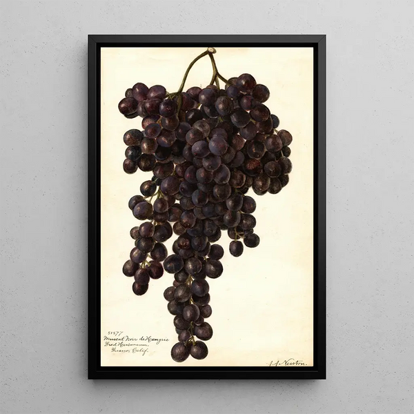 Reproduktion des Gemäldes Vitis Muscat Noir de Hongrie - Amanda Almira Newton