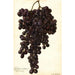 Reproduktion des Gemäldes Vitis Muscat Noir de Hongrie - Amanda Almira Newton