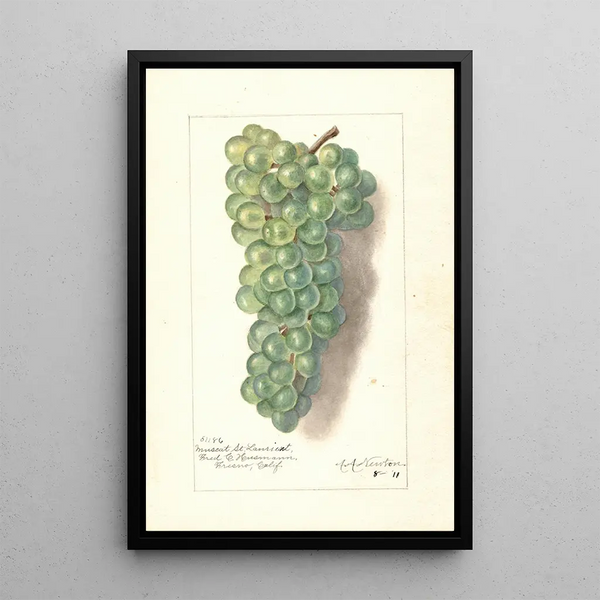 Reproduktion des Gemäldes Vitis Muscat St - Amanda Almira Newton