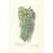 Reproduktion des Gemäldes Vitis Muscat St - Amanda Almira Newton